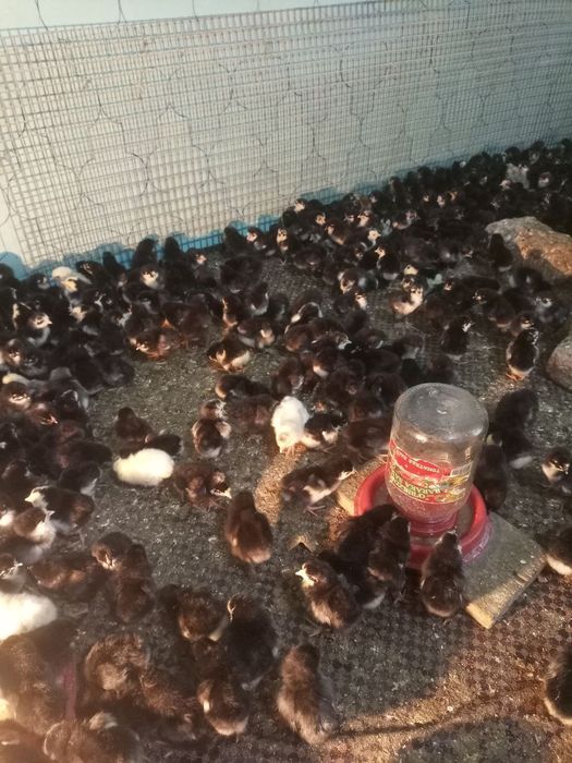 Andijon qora tovuqlari