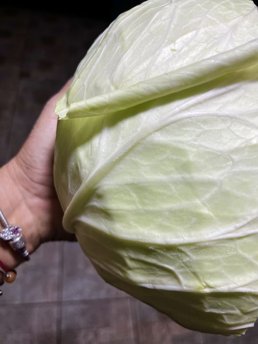 Vand varza din soiul Beverly hills