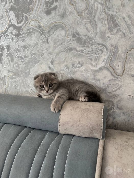 Скотиш фолд мушук сотилади