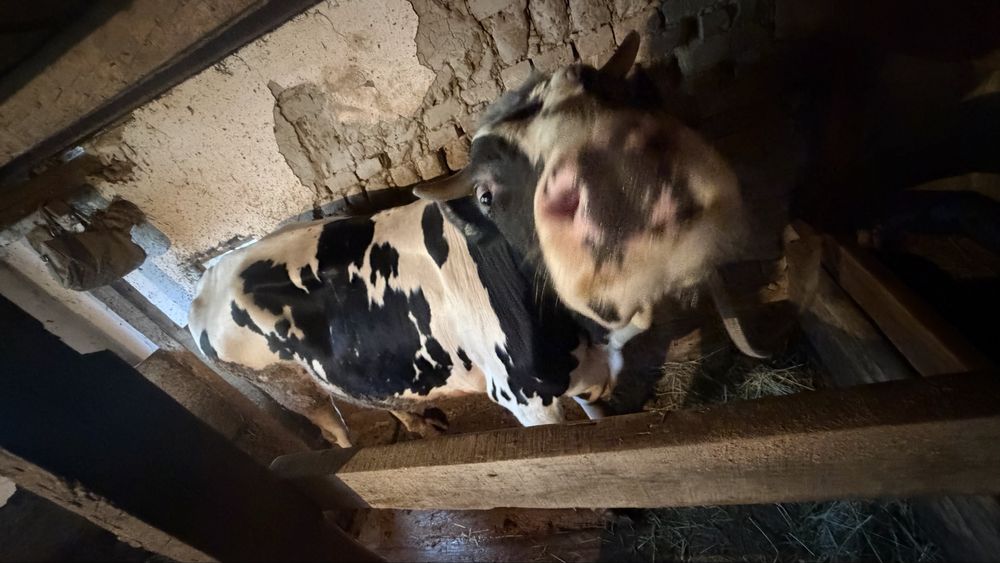 Продам Быка Бука