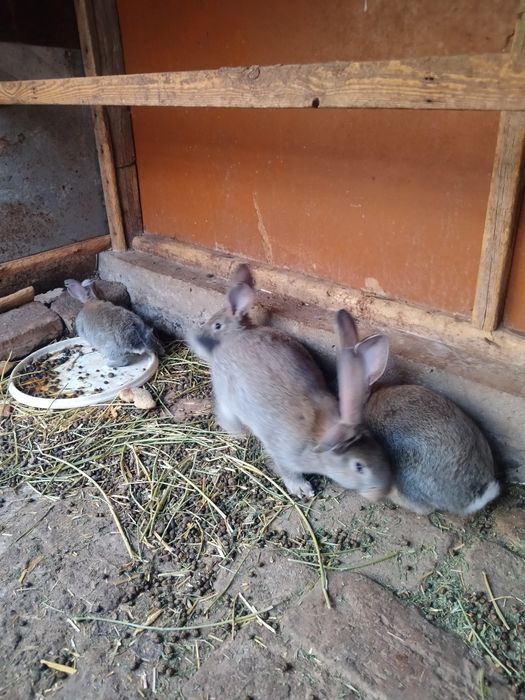 Quyon bolalari sotiladi