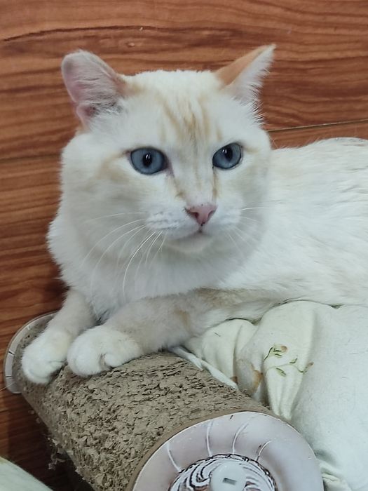 Шикарный котик ищет дом