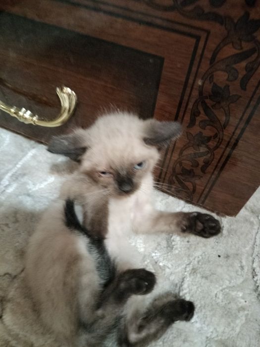 Donez pisoii albi