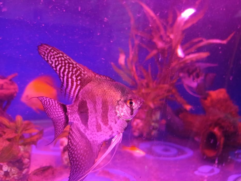 Продам аквариумных рыб