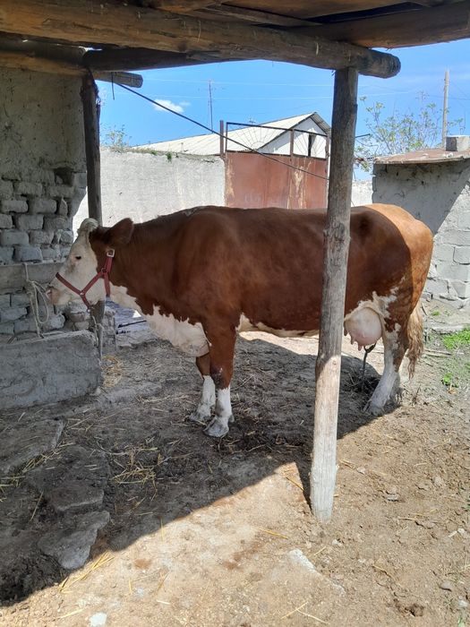 Семинтал сотилади