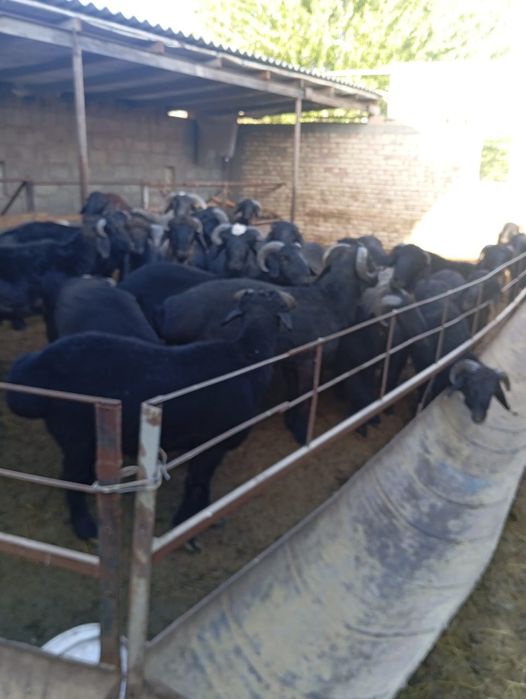 Кучкорла сотилади