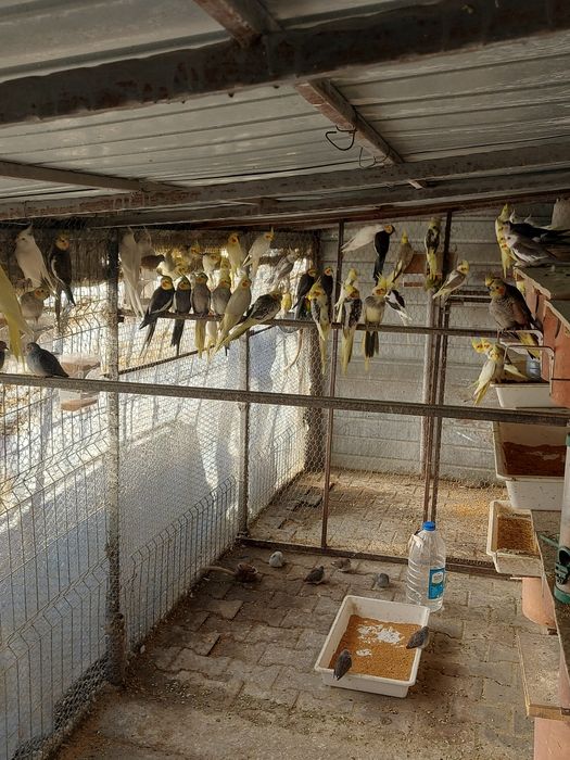 Pasari de colivie din crescătorie proprie