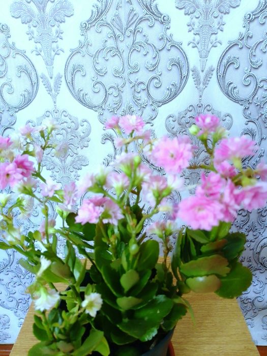 Каланхоэ декоративное