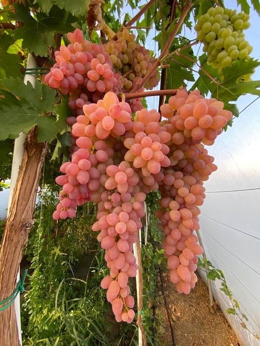 Căpșunică , Ananas , Nohan Și Frăguță anul 3 de vegetație