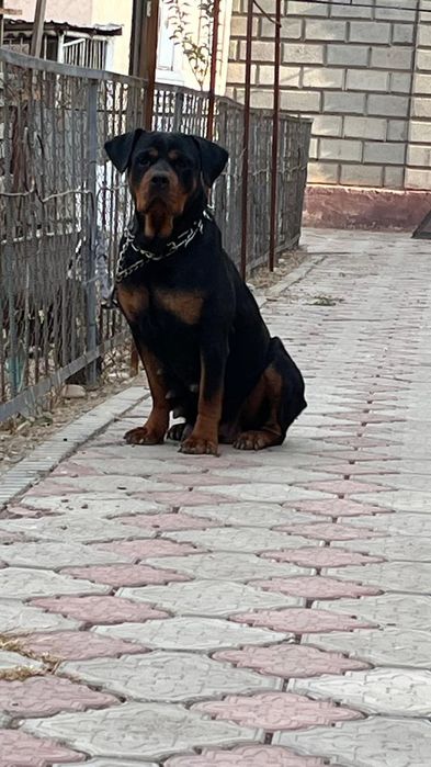 Продам сабаку ратвейлер.