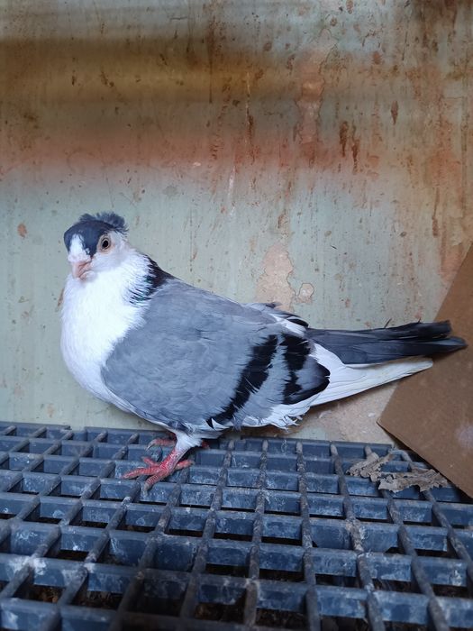 Jucatori de Galati Motati