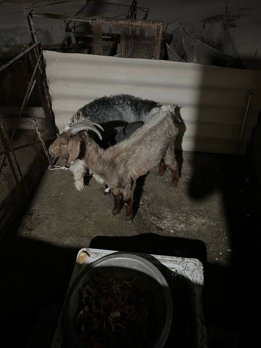 Echki ona bola takacha sotiladi