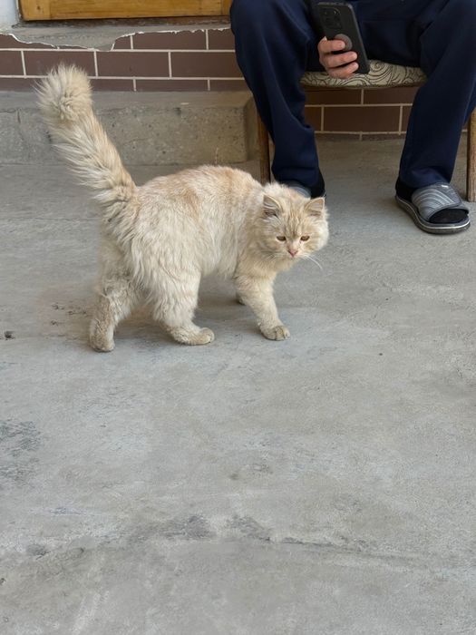 Кошка Даром.                                                        .