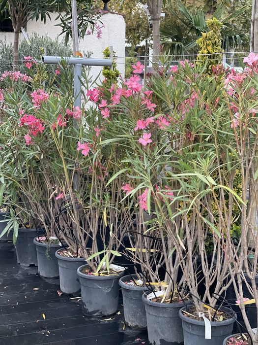 Palmieri, Yucca , Globuri , Leandru
