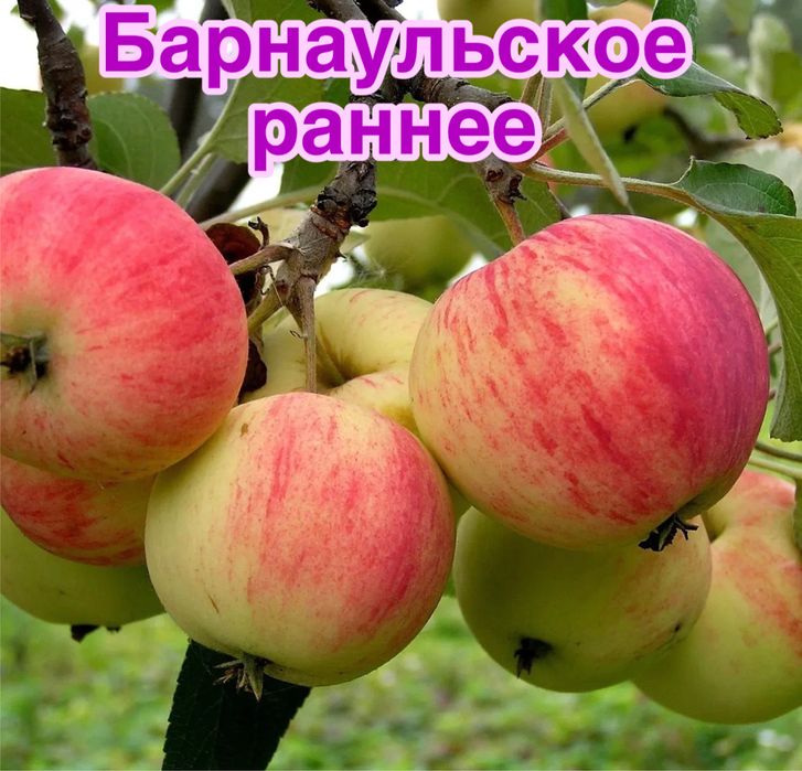 Саженцы яблони яблоня северная