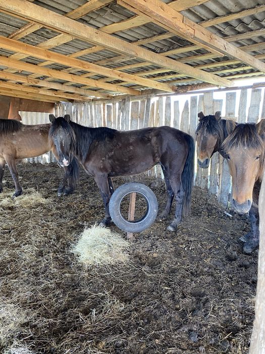 Лошади на откорм