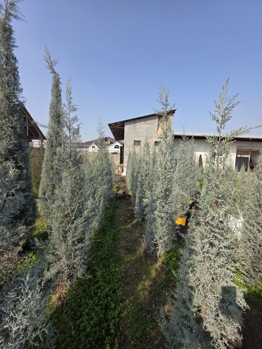 Arizonskiy Kiparis Italiyaniki