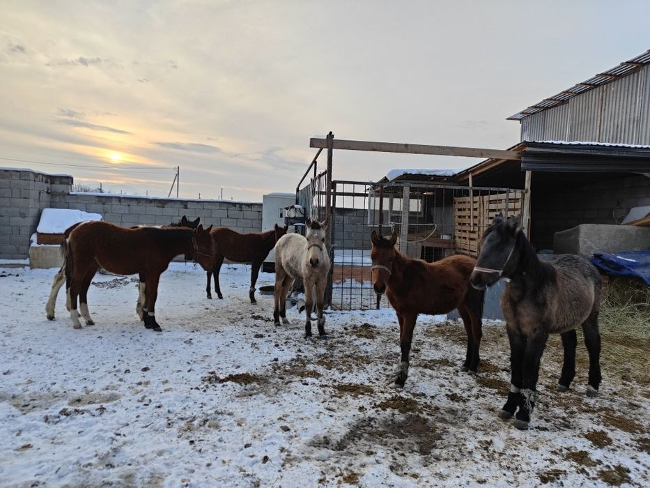 Жабағы Тай шығарлар