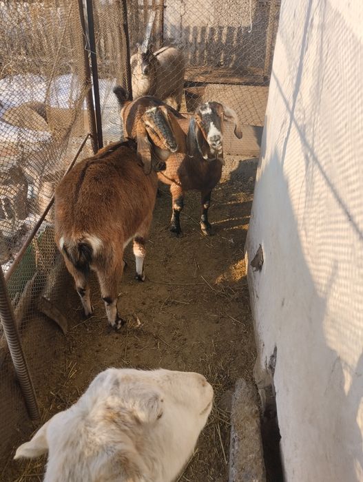 Продаю Англонубийскую козу.