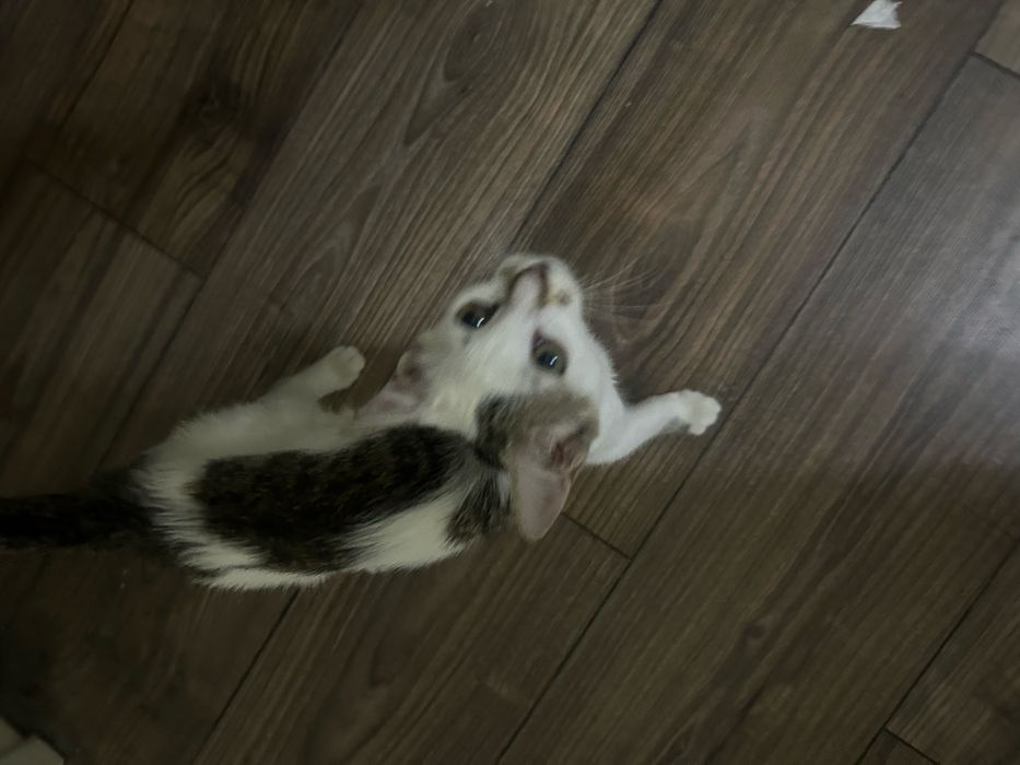 Котенок 3 месяцев