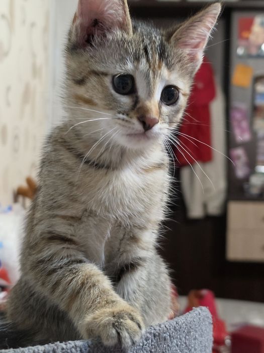 Отдам котят в доброе руки