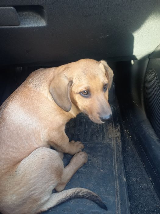 Щенки бесплатно в добрые руки