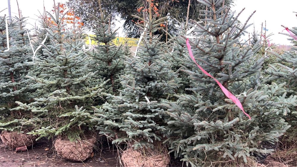 Ели,сосна,туя,моживельники