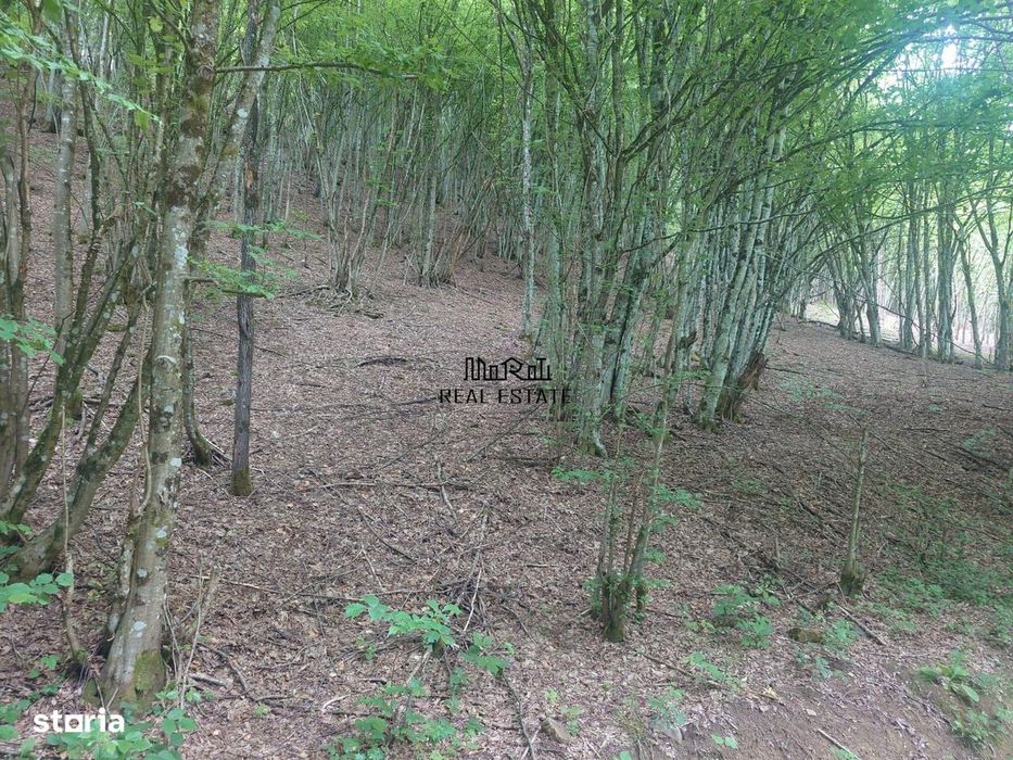 Teren in Bulzestii de Sus 3700mp