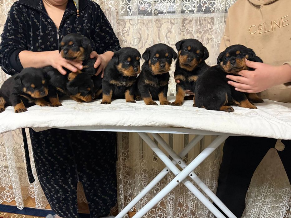 Продаётся щенки ротвейлера 2  месяца