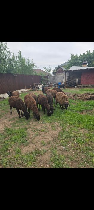 Қойлар тур 11бас