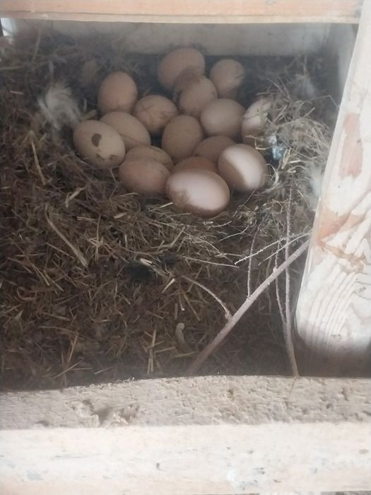 Тауыктар сатылады