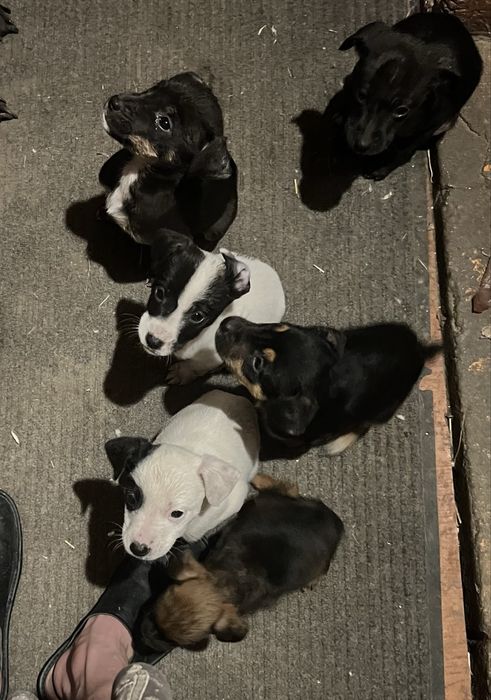 Шенки в добрые руки