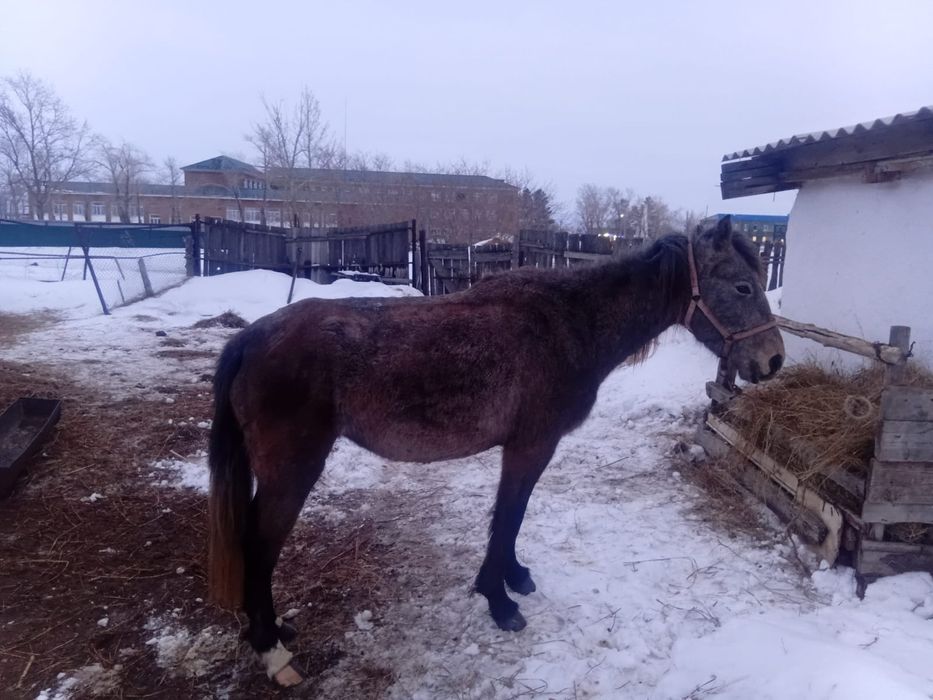 Продам байтал буаз