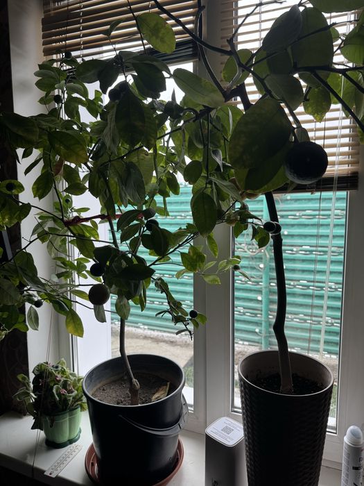 Апельсины Лимоны Лайм