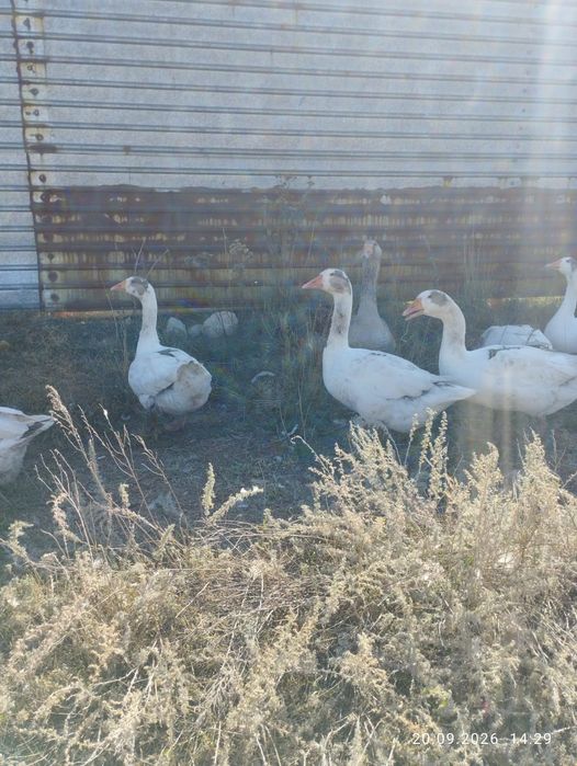 Продам крупных домашних гусей.