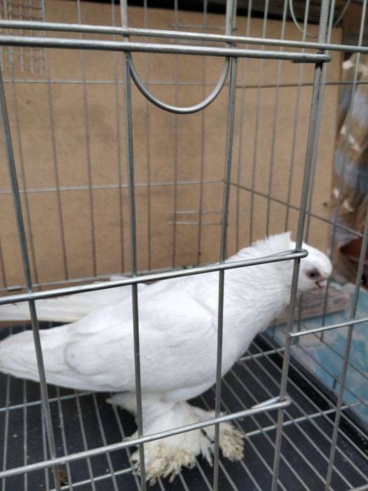 Голуби двухчубые