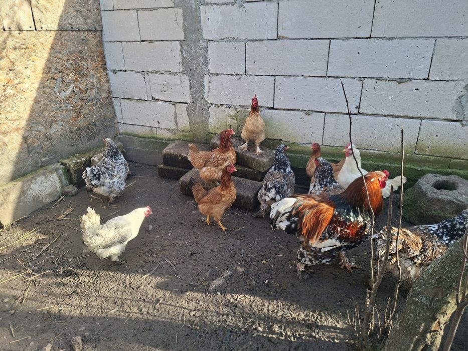 Cocosi si gaini de țară, australorp, brahma. 3 perechi pauni 2025.