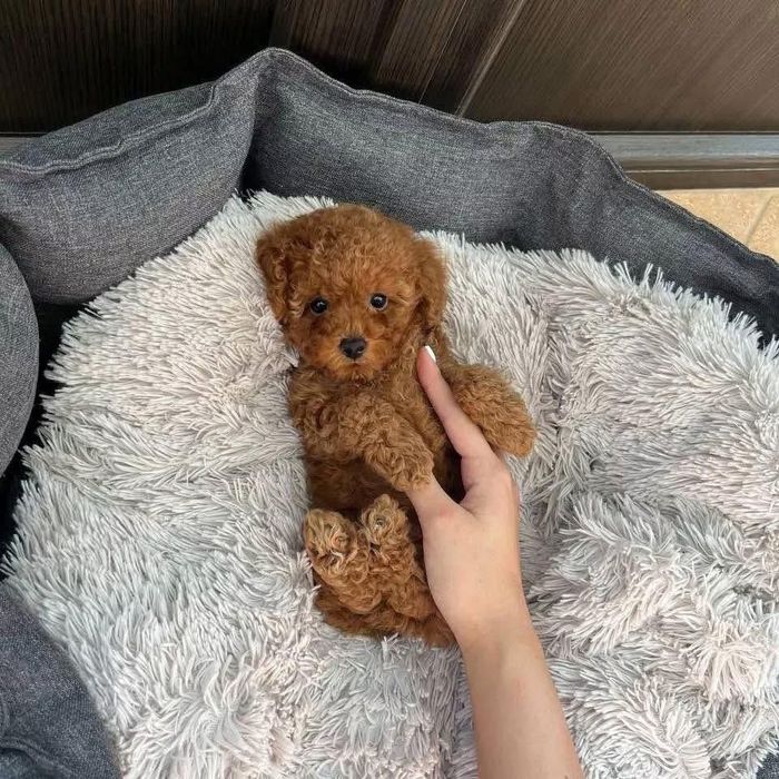 Vând Pudel mini roșcat/red, pedigree!