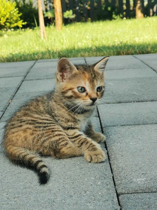 Donăm pui de pisică (1 motănel + 1 pisicuță) si mama lor