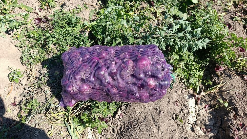 Семена лук Роббин