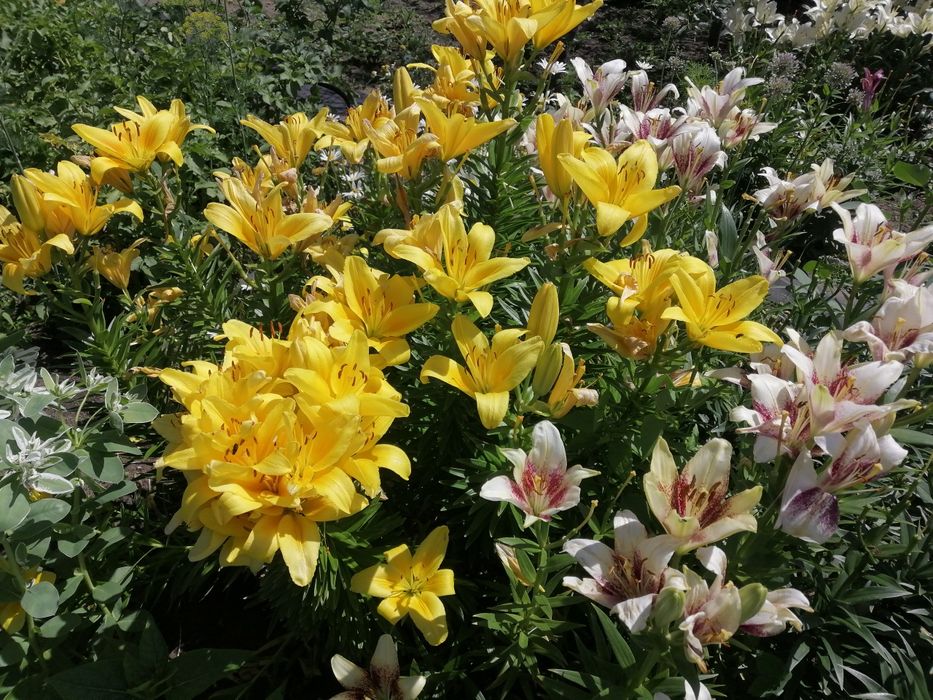 Продам дачу.Баня