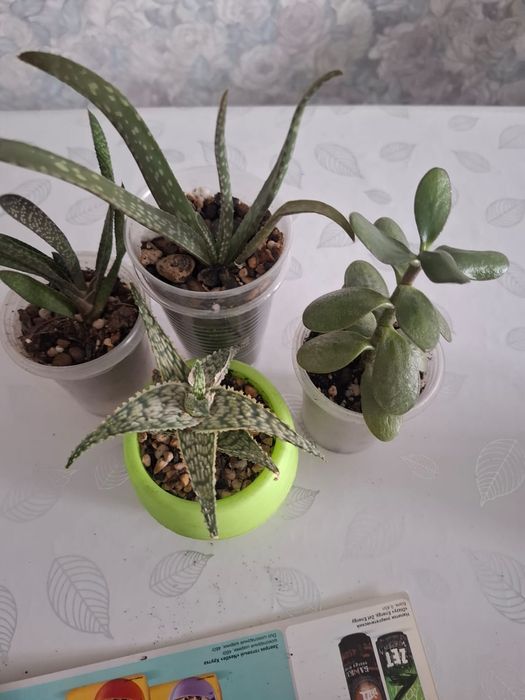 Продам суккуленты