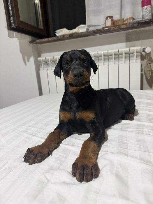 Doberman mascul