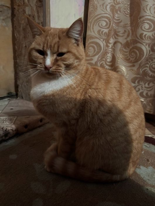 Коты в добрые руки