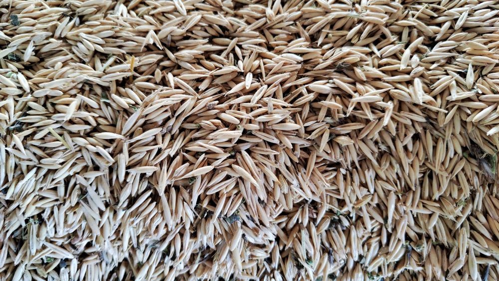 Продам овёс кормовой