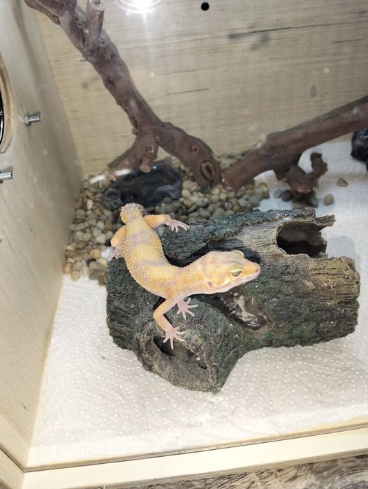 Продаю эублефаров