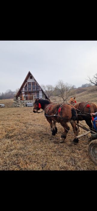 Cai Pereche de Vanzare