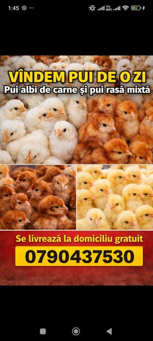 Livram pui de carne ross 308 și rasa mixta