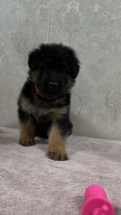 Немецкая овчарка