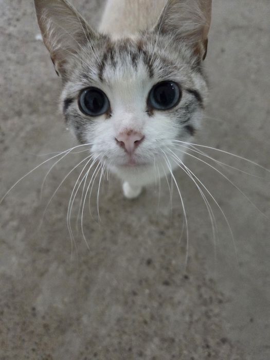 Отдам кошку  в добрые руки